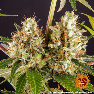 Strawberry Lemonade (Barney's Farm) feminisiert