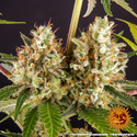 Strawberry Lemonade (Barney's Farm) feminisiert