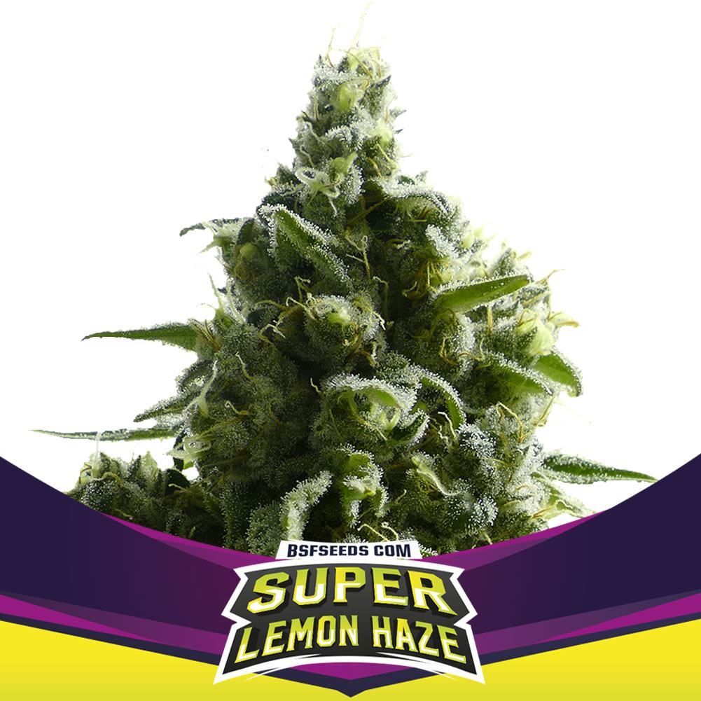 Super Lemon Haze Feminisiert (Linda Seeds)