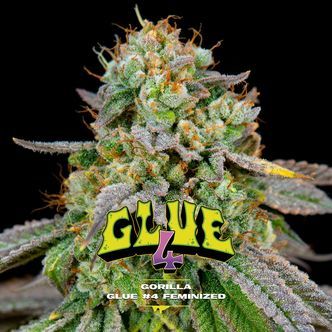 GG#4 (BSF Seeds) feminisiert