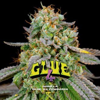 GG#4 (BSF Seeds) feminisiert