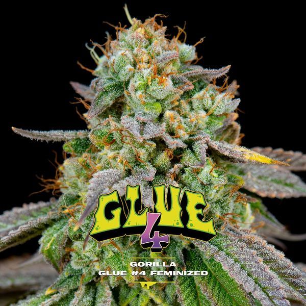 GG#4 (BSF Seeds) feminisiert