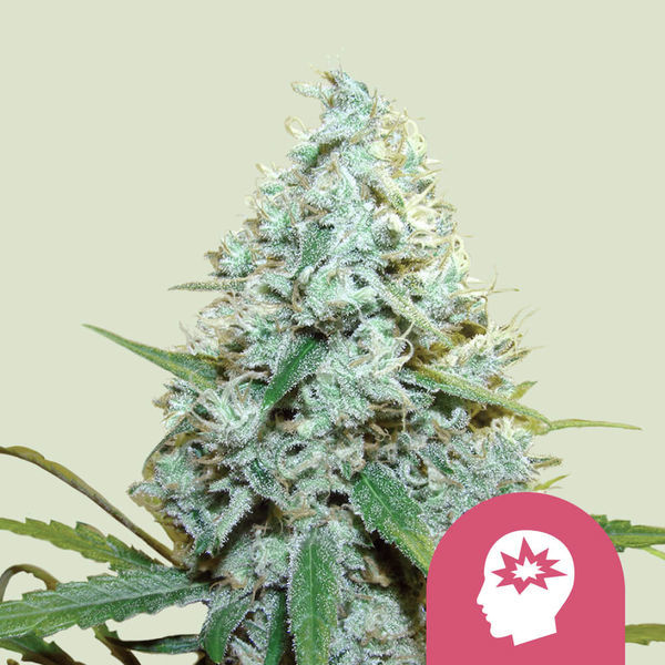 AMG - Amnesia Mac Ganja (Royal Queen Seeds) feminisiert
