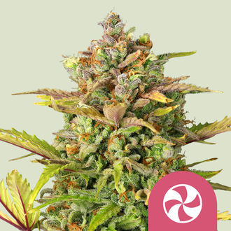 Sweet ZZ (Royal Queen Seeds) feminisiert Sweet ZZ (Royal Queen Seeds) feminisiert