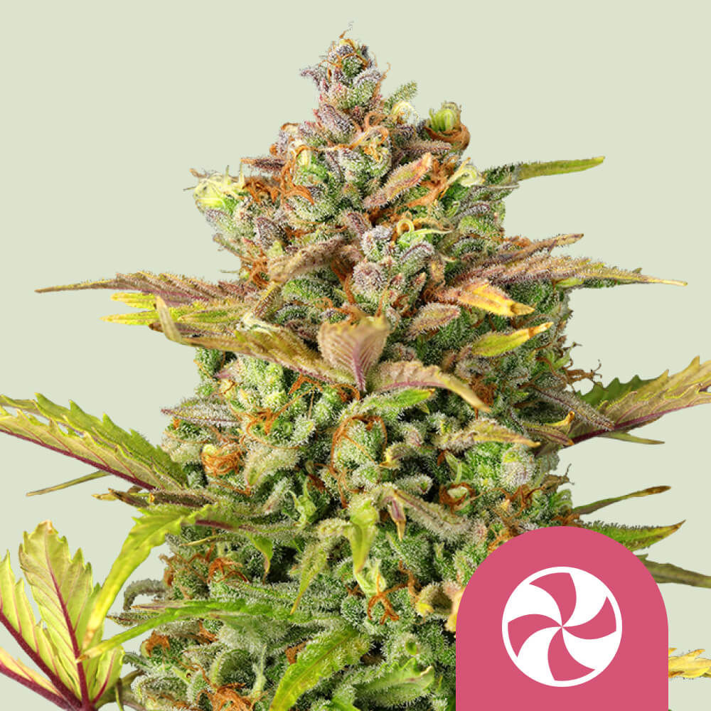 Sweet Zkittlez Feminisiert (Royal Queen Seeds)