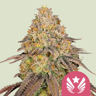 Legendary OG Punch (Royal Queen Seeds) feminisiert Legendary OG Punch (Royal Queen Seeds) feminisiert