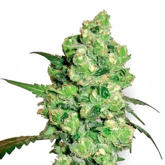 Super Skunk (White Label) feminisiert Super Skunk (White Label) feminisiert