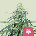 Wedding Gelato (Royal Queen Seeds) feminisiert