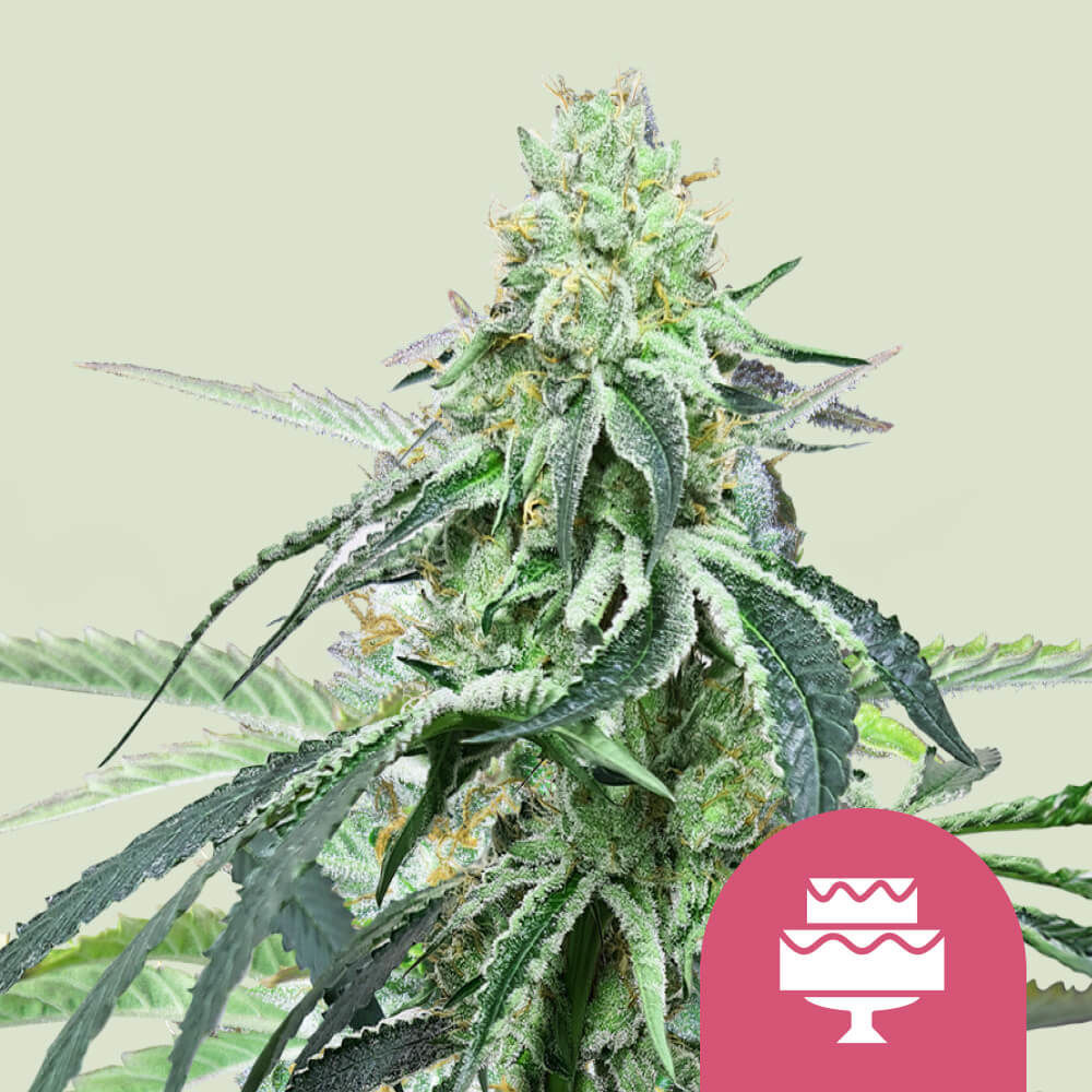 Wedding Gelato Feminisiert (Linda Seeds)