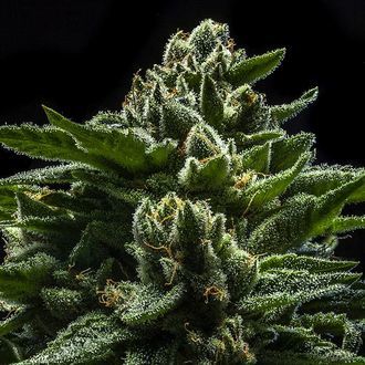DO-G (Ripper Seeds) feminisiert DO-G (Ripper Seeds) feminisiert