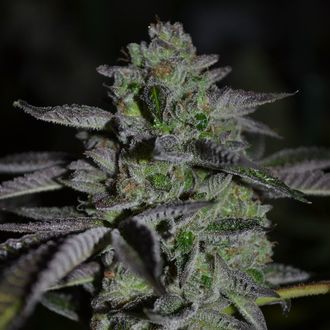 Chempie (Ripper Seeds) feminisiert Chempie (Ripper Seeds) feminisiert
