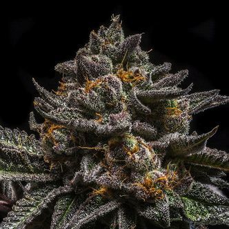 Brain Cake (Ripper Seeds) feminisiert