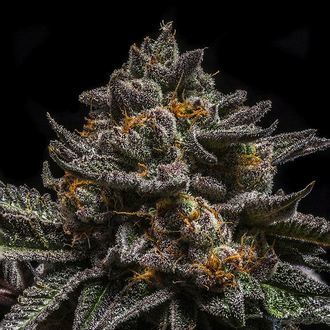 Brain Cake (Ripper Seeds) feminisiert Brain Cake (Ripper Seeds) feminisiert