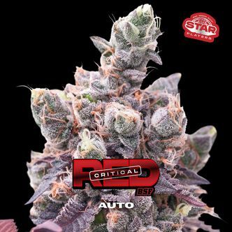 Red Critical Auto (BSF Seeds) feminisiert
