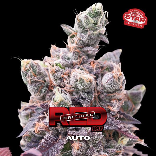 Red Critical Auto (BSF Seeds) feminisiert