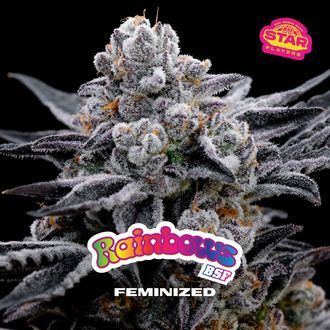 Rainbows (BSF Seeds) feminisiert