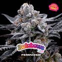 Rainbows (BSF Seeds) feminisiert
