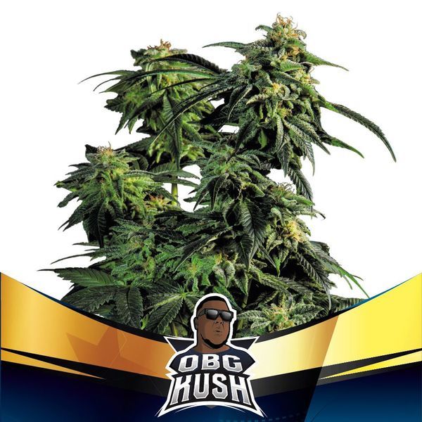 OBG Kush (BSF Seeds) feminisiert