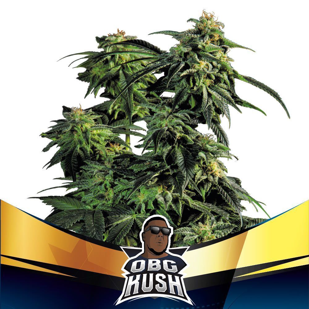 OBG Kush (BSF Seeds) feminisiert