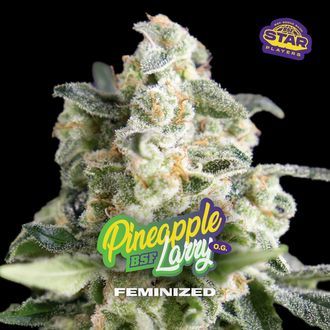Pineapple Larry OG (BSF Seeds) feminisiert