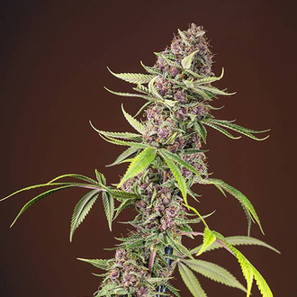 Red Mandarine F1 Fast Version (Sweet Seeds) feminisiert Red Mandarine F1 Fast Version (Sweet Seeds) feminisiert