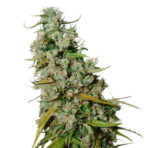 Kees’ Old School Haze (Super Sativa Seed Club) regulär