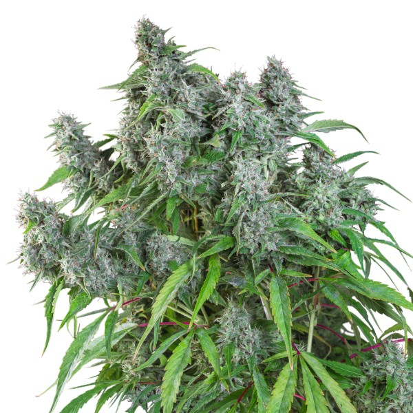 Frosty Friday (Super Sativa Seed Club) regulär