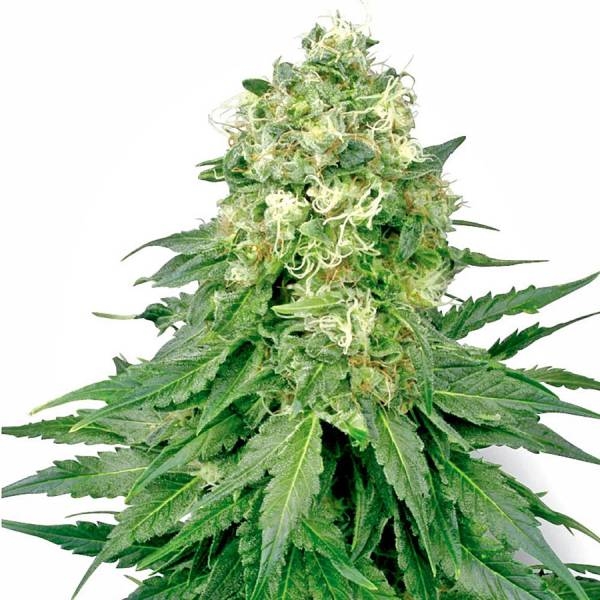 White Widow Feminisiert (Sensi Seeds White Label)