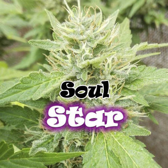 Soul Star (Dr. Underground) feminisiert
