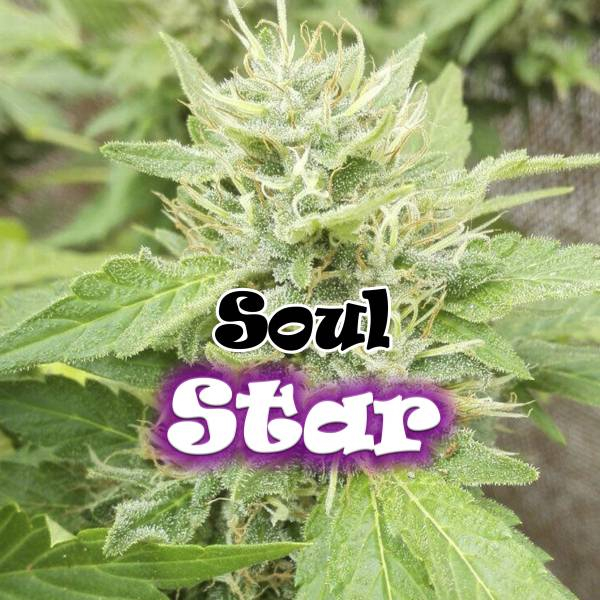 Soul Star (Dr. Underground) feminisiert