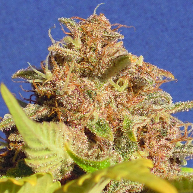 Wedding Cake Auto (Linda Seeds)