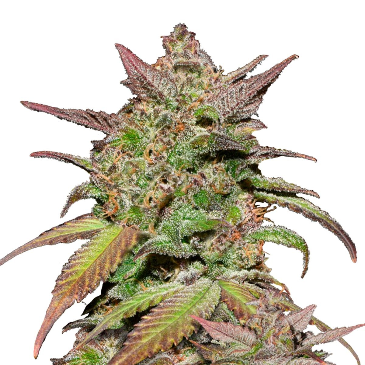 Smoothie Auto (Fast Buds)