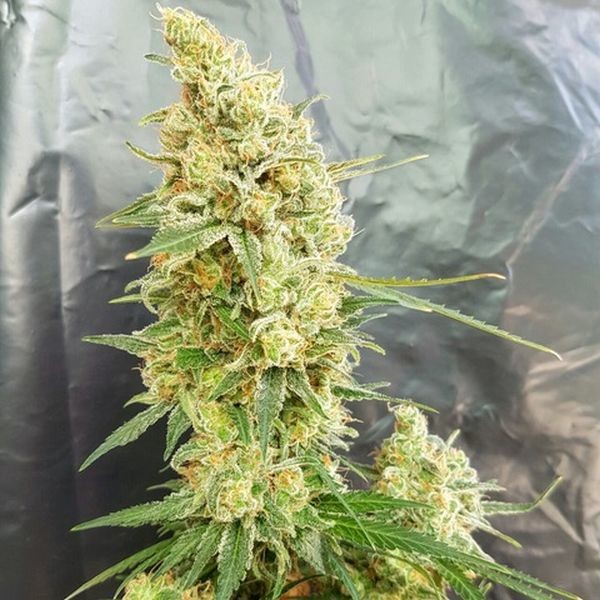 Grow Gorilla Feminisiert (00-Seeds)