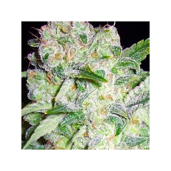 AK-49 (Vision Seeds) feminisiert