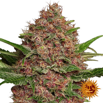Purple Punch Auto (Barney's Farm) feminisiert Purple Punch Auto (Barney's Farm) feminisiert