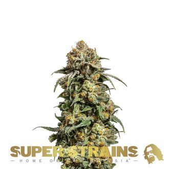 Cookies Krush (Super Strains) feminisiert Cookies Krush (Super Strains) feminisiert