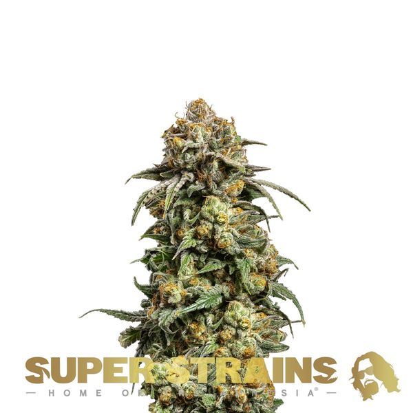 Cookies Krush (Super Strains) feminisiert