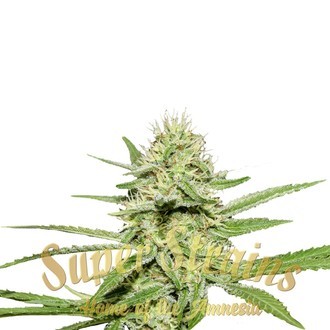 Enemy's Dream (Super Strains) feminisiert Enemy's Dream (Super Strains) feminisiert