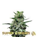 Mexican Candy (Super Strains) feminisiert