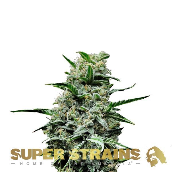 Mexican Candy (Super Strains) feminisiert