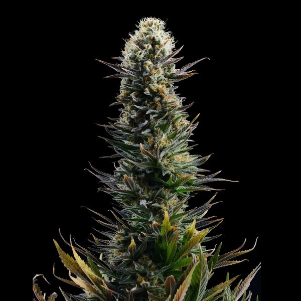 Blue 2.0 (Kannabia x Zamnesia) feminisiert