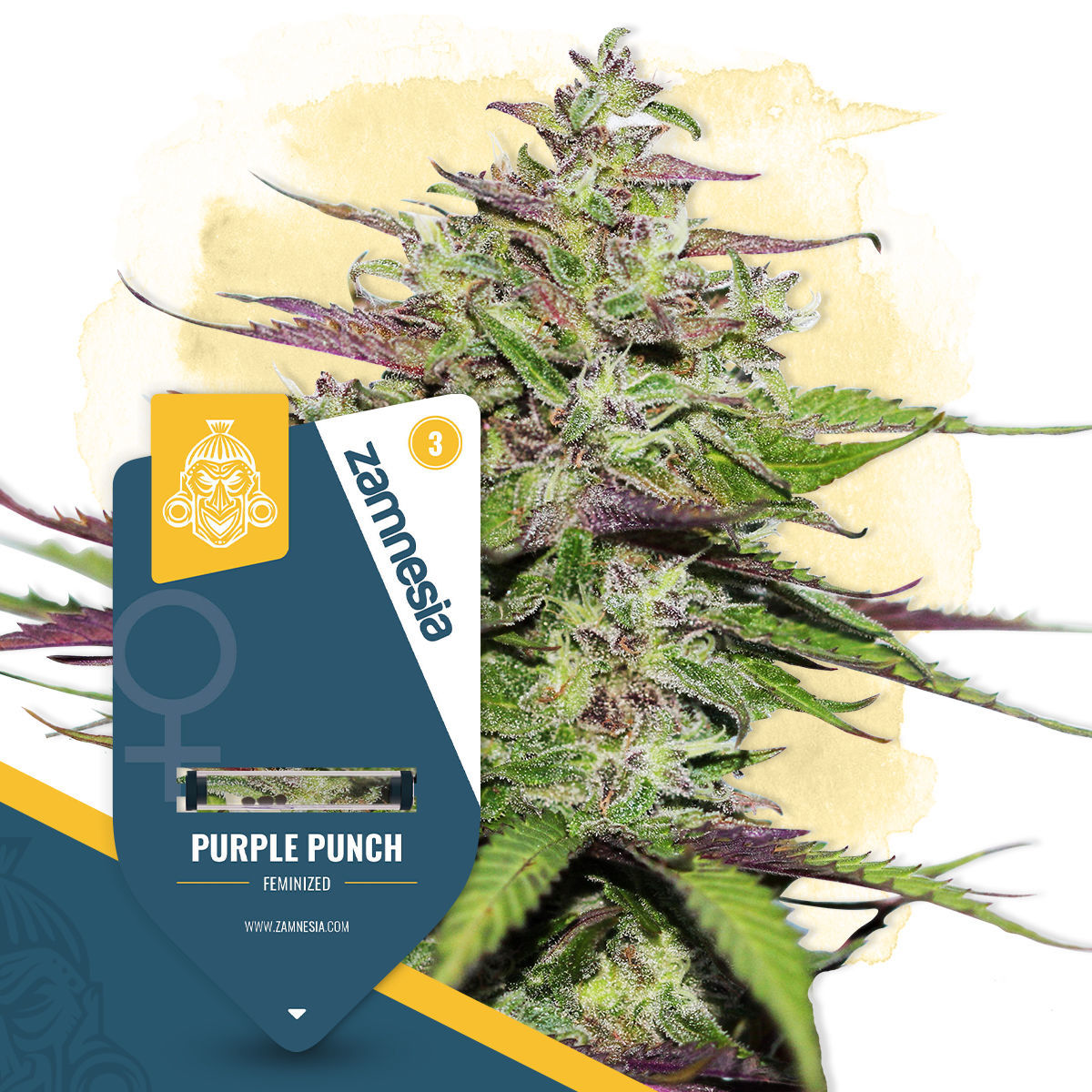 Purple Punch Feminisiert (Seeds66)
