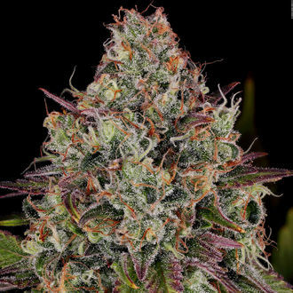 Purple Punch (Zamnesia Seeds) feminisiert