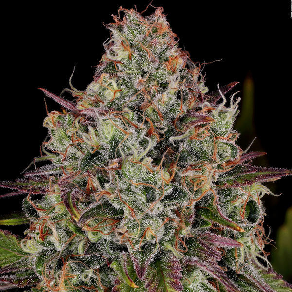 Purple Punch (Zamnesia Seeds) feminisiert
