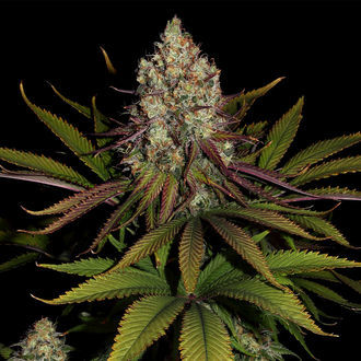 Purple Punch (Zamnesia Seeds) feminisiert
