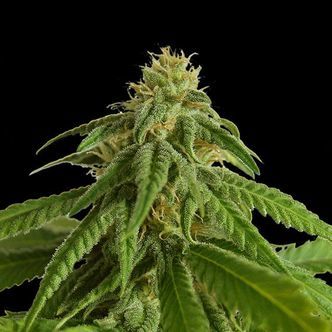 Afrodite (Kannabia) feminisiert