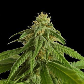 Afrodite (Kannabia) feminisiert