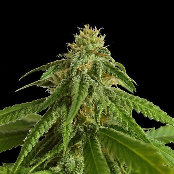 Afrodite (Kannabia) feminisiert