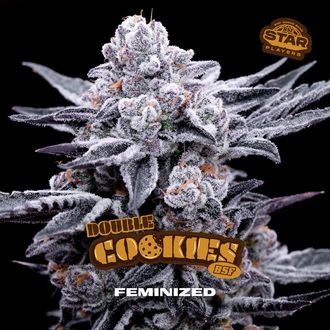 Double Cookies (BSF Seeds) feminisiert