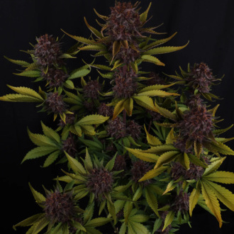 Purple Lemonade Auto (FastBuds) feminisiert